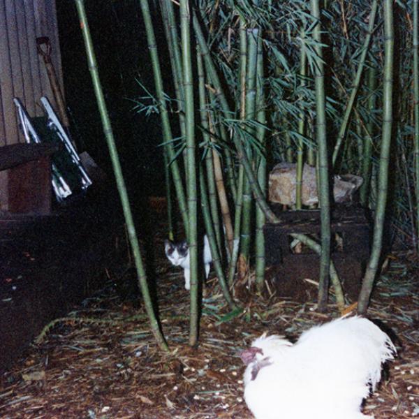 Casa Jardín Bambú 1